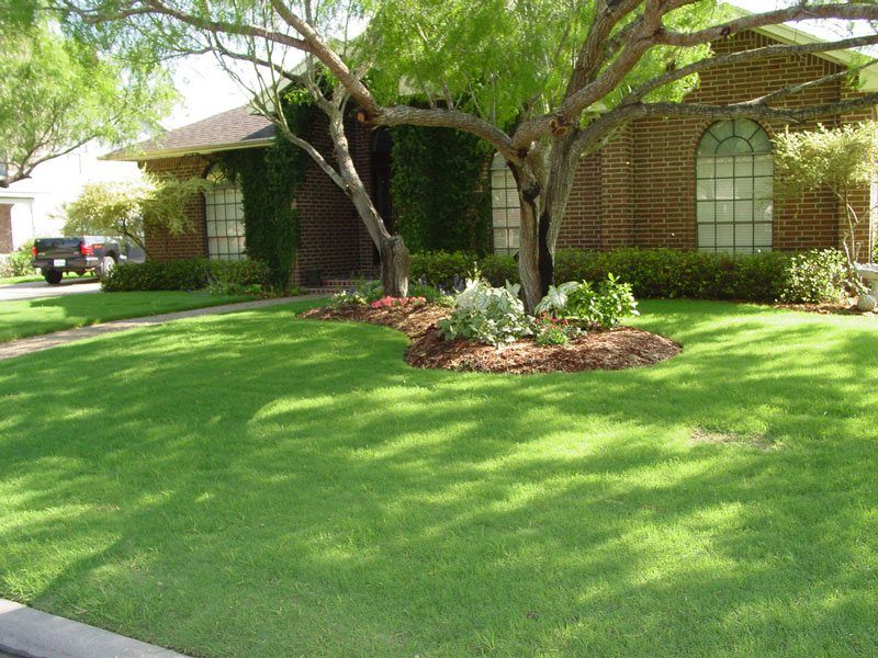 Celebration Bermudagrass® Nimmer Turf Farm 4904