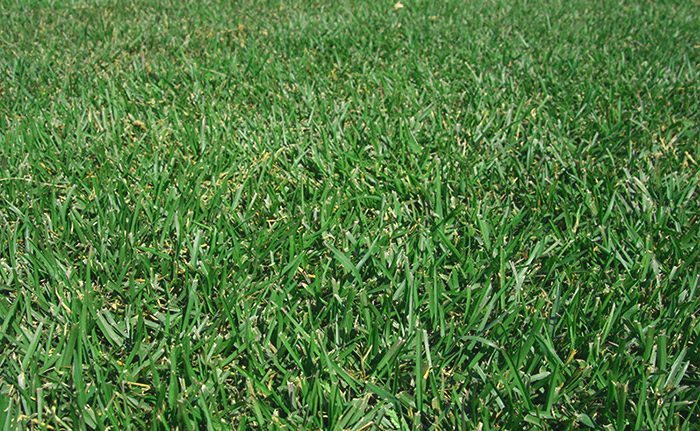 The Southeast's Leading Sod farm