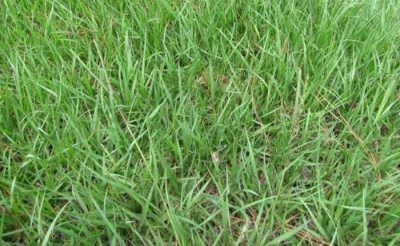 Bahia Grass - Nimmer Turf Farm